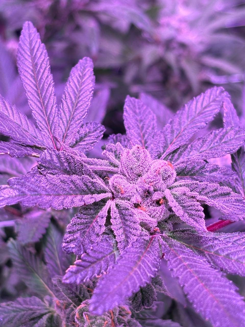 purple weed